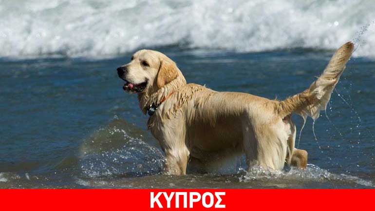 Κύπρος: Καθορίστηκε παραλία για σκύλους στην Λεμεσό
